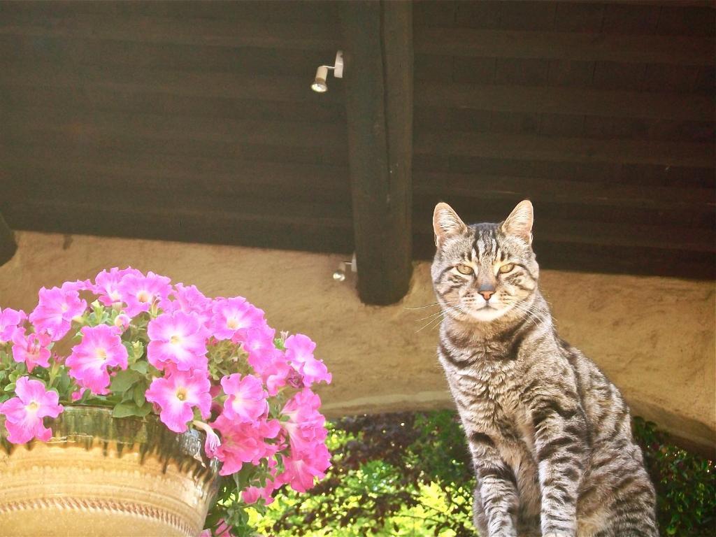 Un Patio En Luberon Bed & Breakfast
